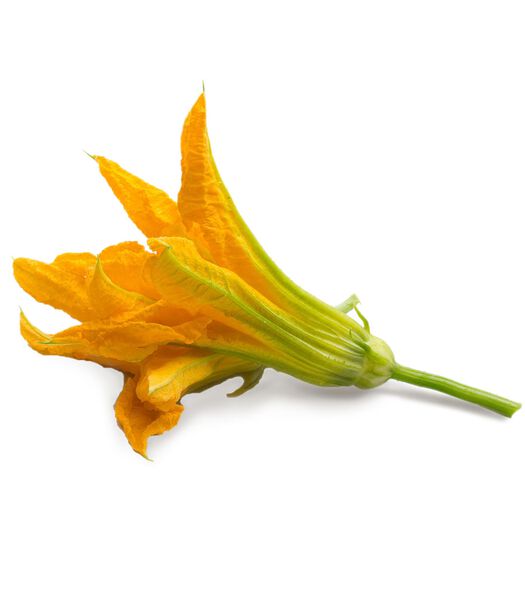 Lingot® Fleur de courgette BIO