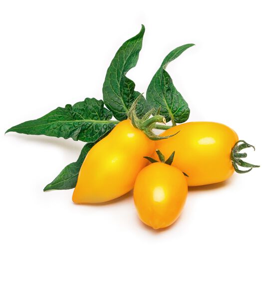 Lingot® Mini tomate jaune
