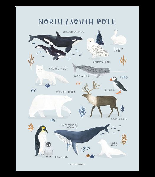 LIVING EARTH - Affiche enfant - Animaux pôle nord et sud