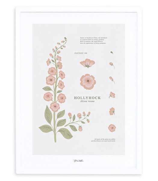 WILDFLOWERS - Affiche encadrée rose trémière (P0301C)