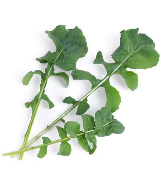 Lingot® Rucola BIO - voor Véritable® Indoor Moestuinen